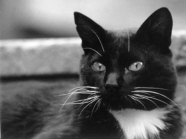 gato.jpg