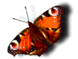 mariposa.gif
